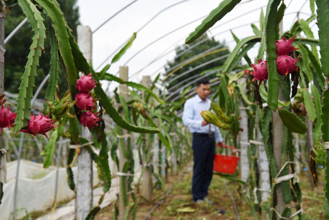 葡萄园套种火龙果,种了两棚火龙果一年收入11万