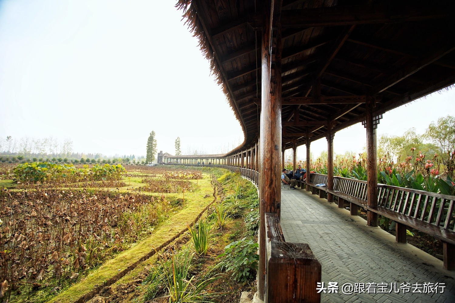 南京燕雀湖水杉林,南京秋天水杉林