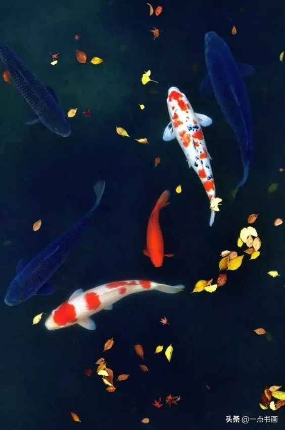 池中之仙，惊艳若此——锦鲤