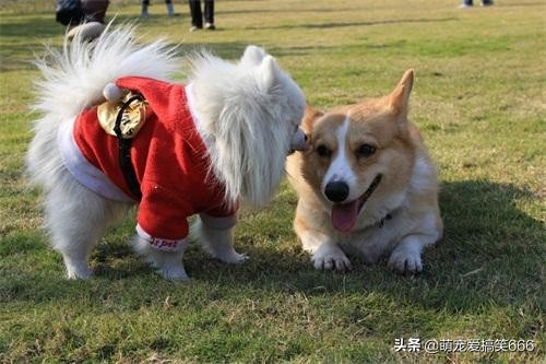 判断狗狗是否信任你,快速判断狗狗是否信任你的动作