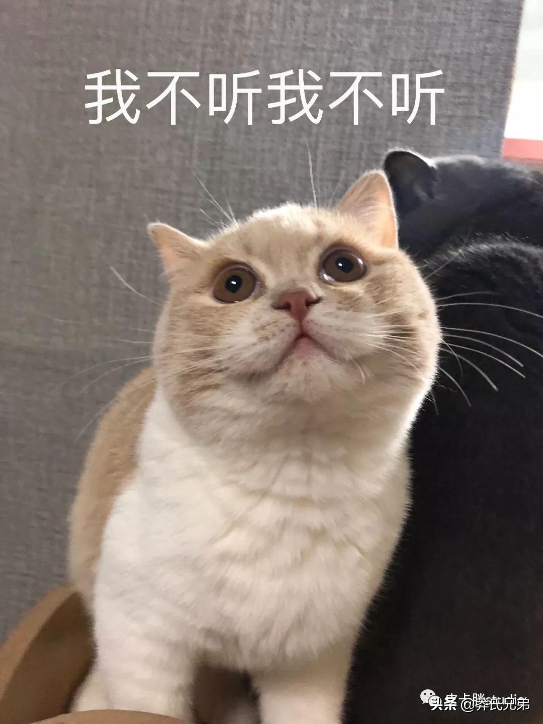 可爱小奶猫刚生出成长日记,一只小奶猫的成长过程