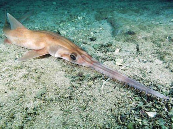 观赏淡水小鲨鱼种类及图片,海洋馆鲨鱼的种类名字