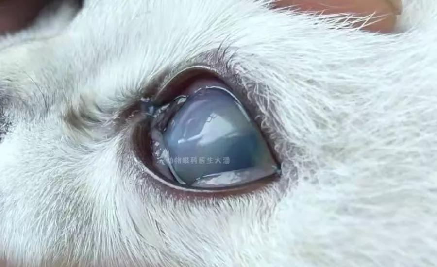 猫眼睛发红发紫是怎么回事,猫眼睛发白有眼屎怎么回事