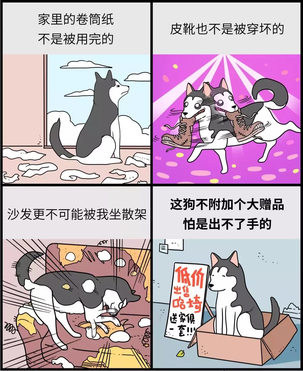 养狗和养猫的区别太真实了,养狗和养猫的五大区别