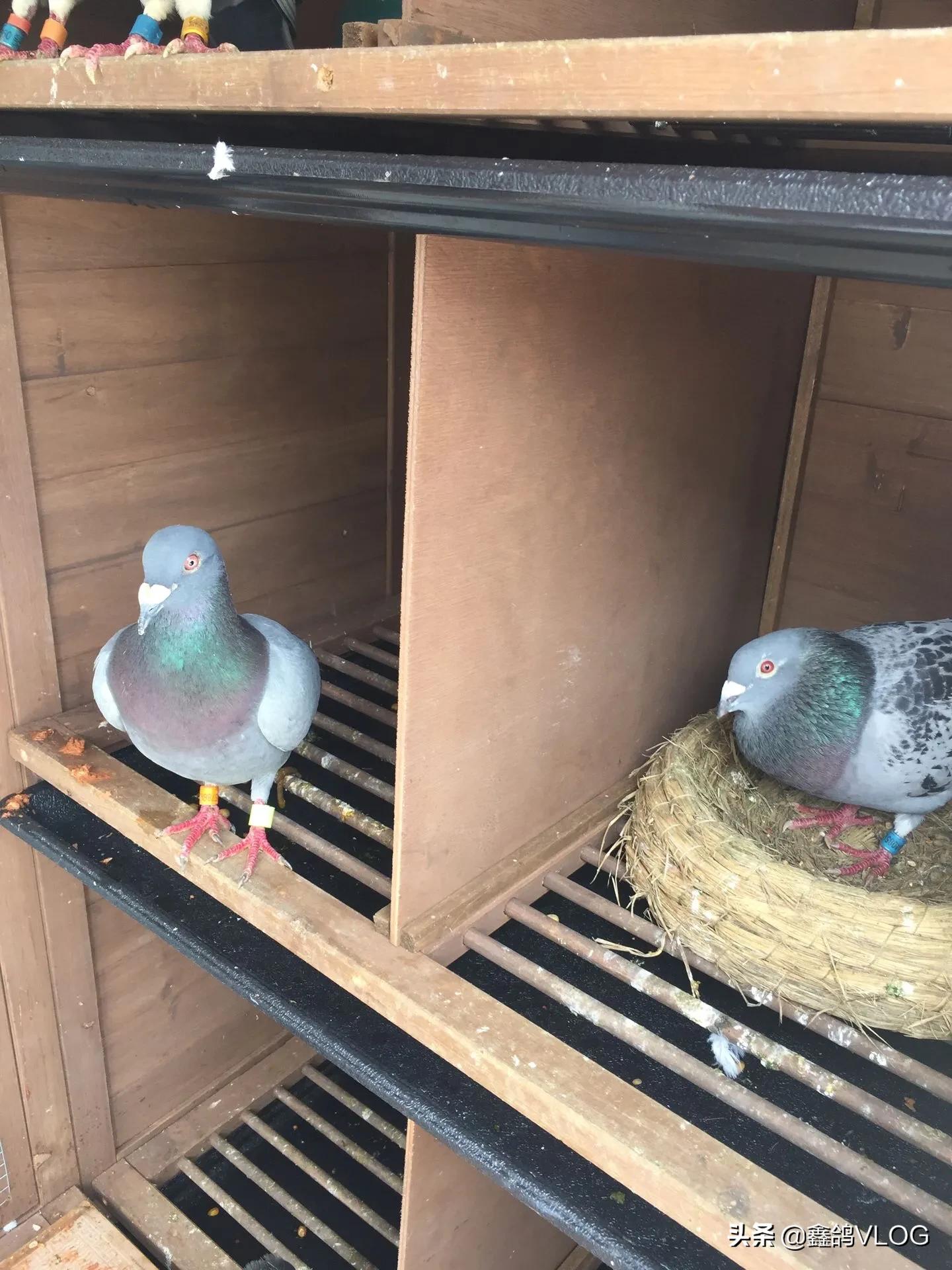 鸽子毛滴虫是什么症状图片,毛滴虫鸽子症状