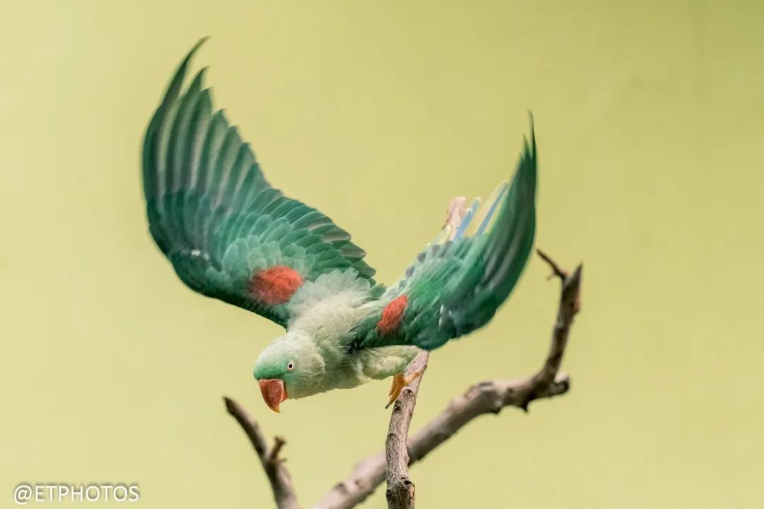 万元左右相机是选单反还是微单,万元以内适合拍妹子的微单