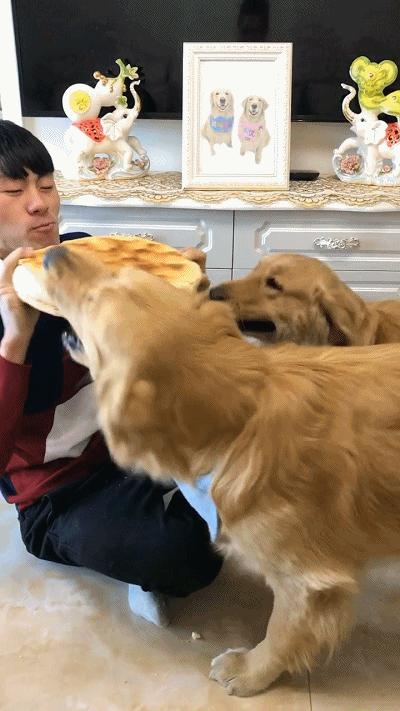 枫叶红的金毛犬的缺点,金毛犬的优点和缺点