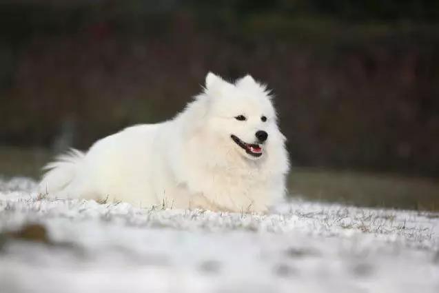 推荐各种狗狗的类型,10种有型罕见的狗狗