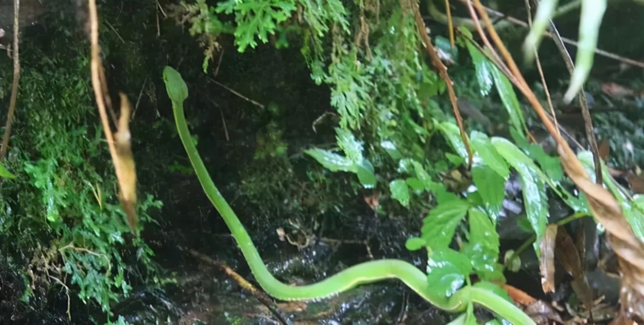 被竹叶青毒蛇咬了严重吗,小孩被竹叶青蛇咬伤