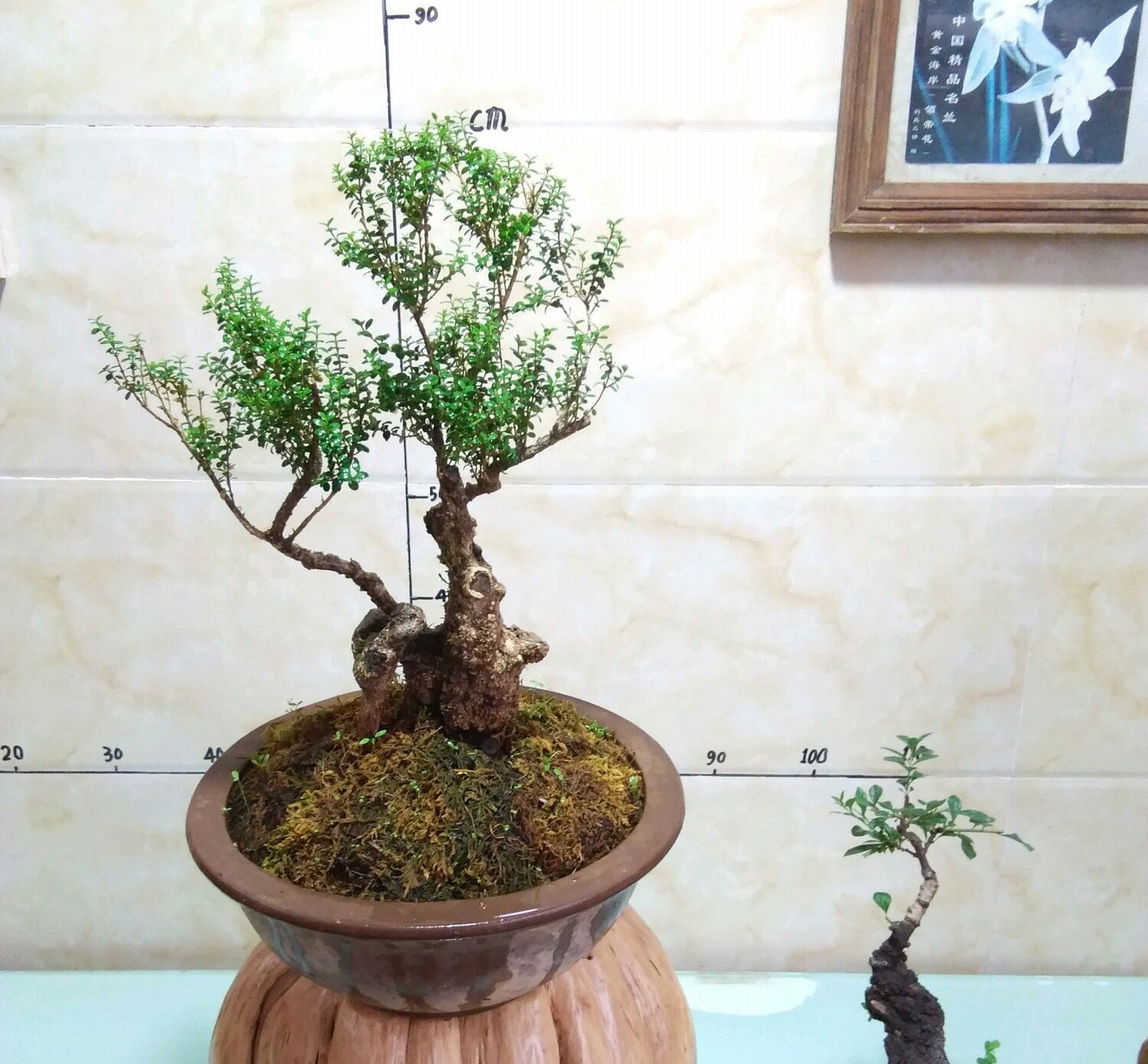 野外挖下山的盆景,大叶黄杨假植