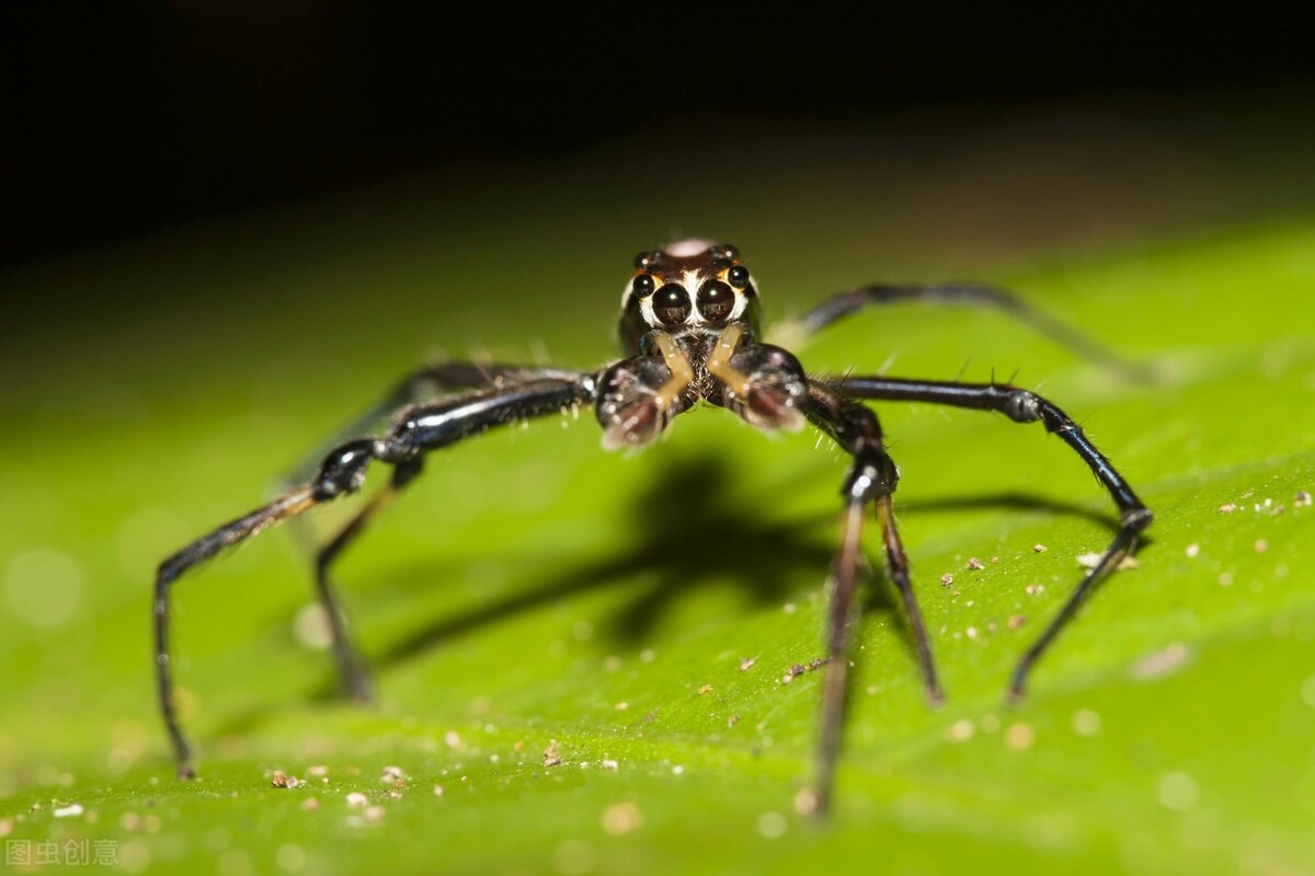冬季的四眼鱼,最好的四眼鱼图片