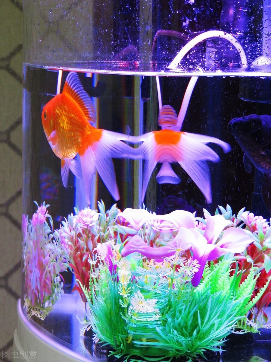 鱼缸显色灯有几种颜色,t5鱼缸灯显色效果