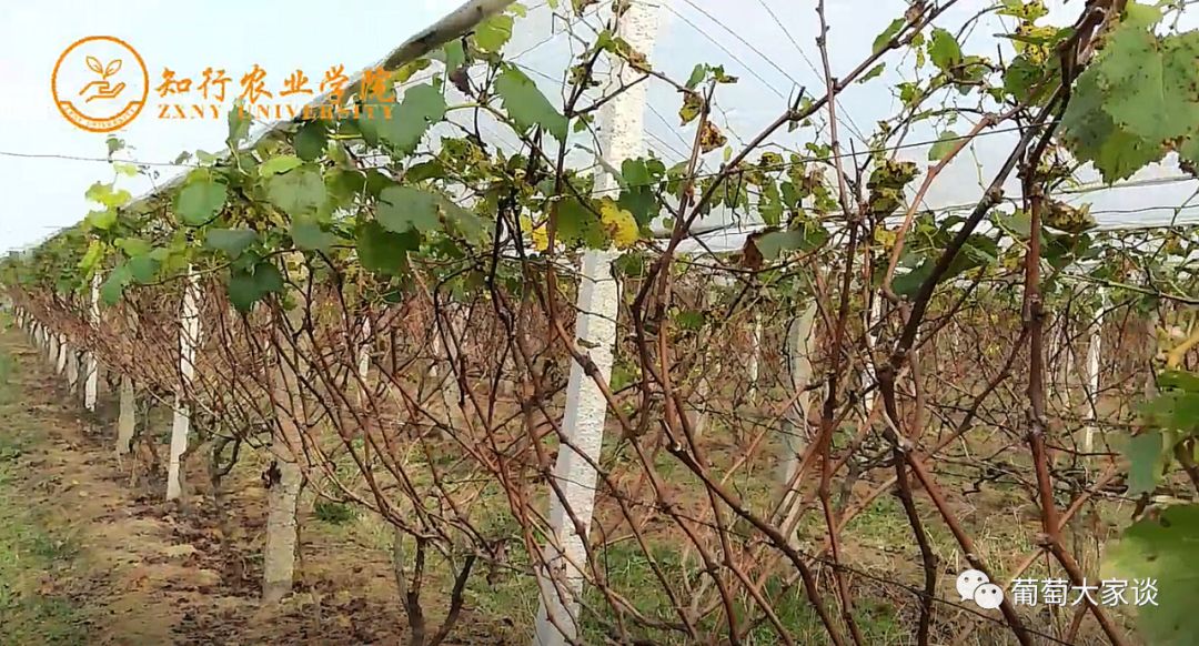 葡萄地种菜不长,葡萄地不储水