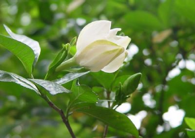 栀子中清热泻火的主要成分,中医栀子功效与主治