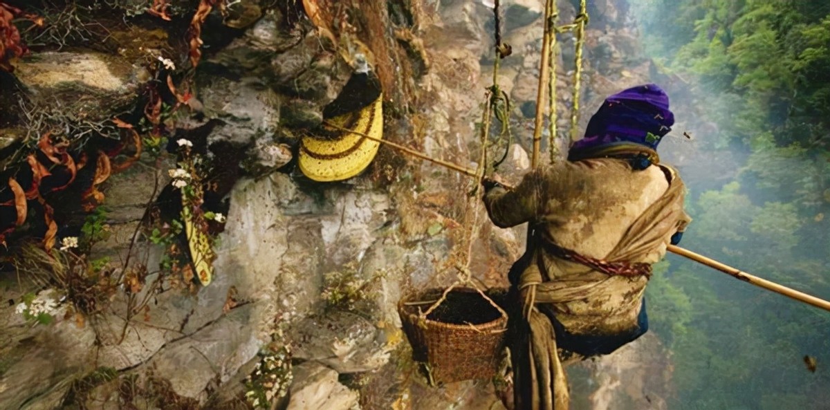 喜马拉雅山采蜜人：专供尼泊尔皇室，每公斤高达3500美元