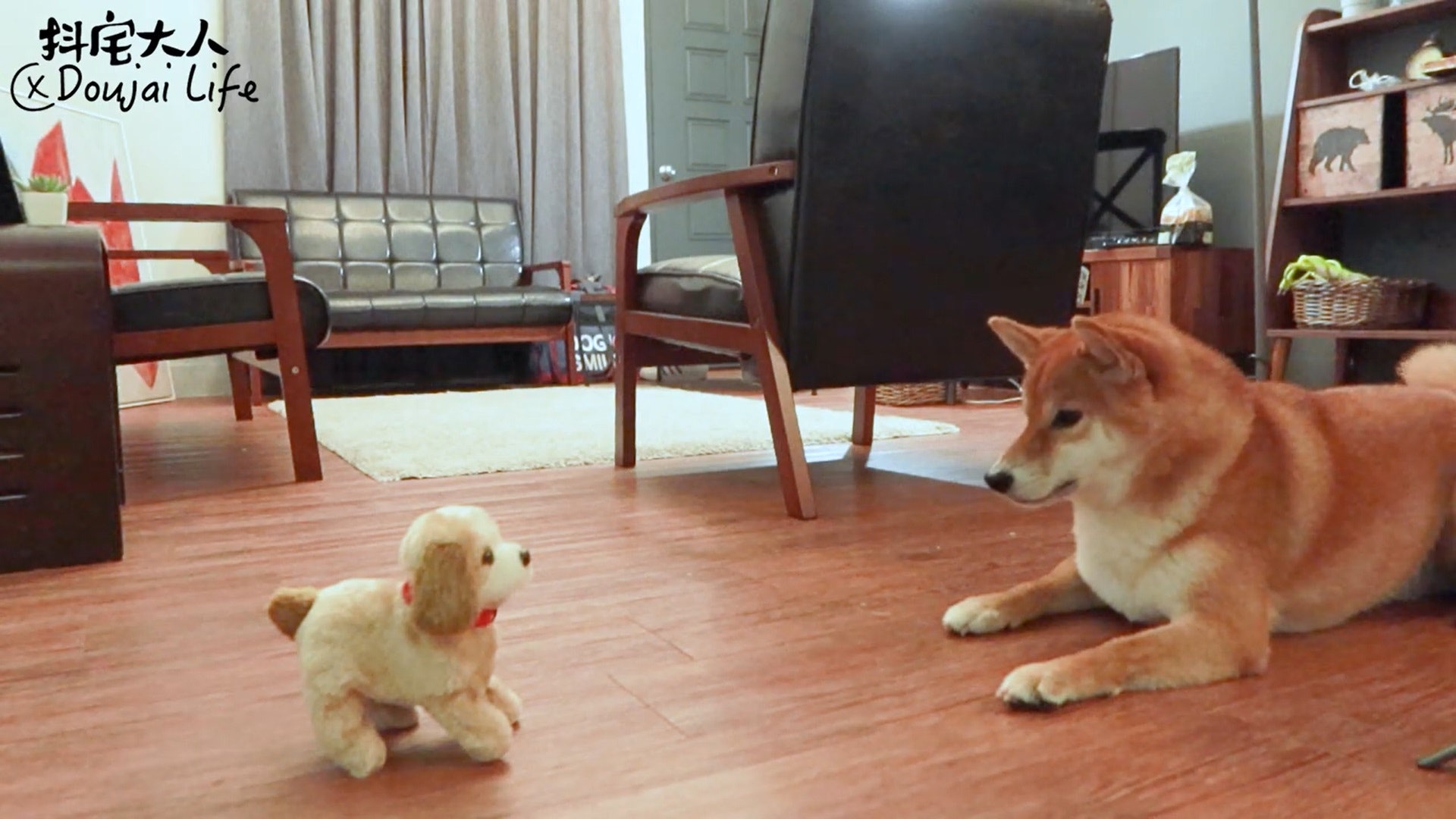 胆小柴犬遇神秘东西秒被吓跑　吓到脸歪、弹起反应笑翻网民