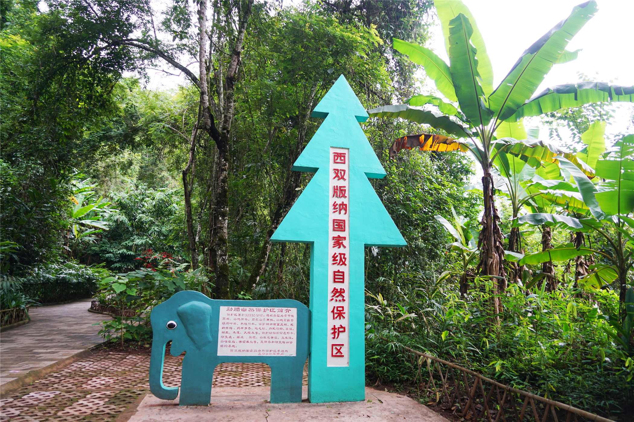 热带雨林丛林深处望天树图片,热带雨林中的望天树