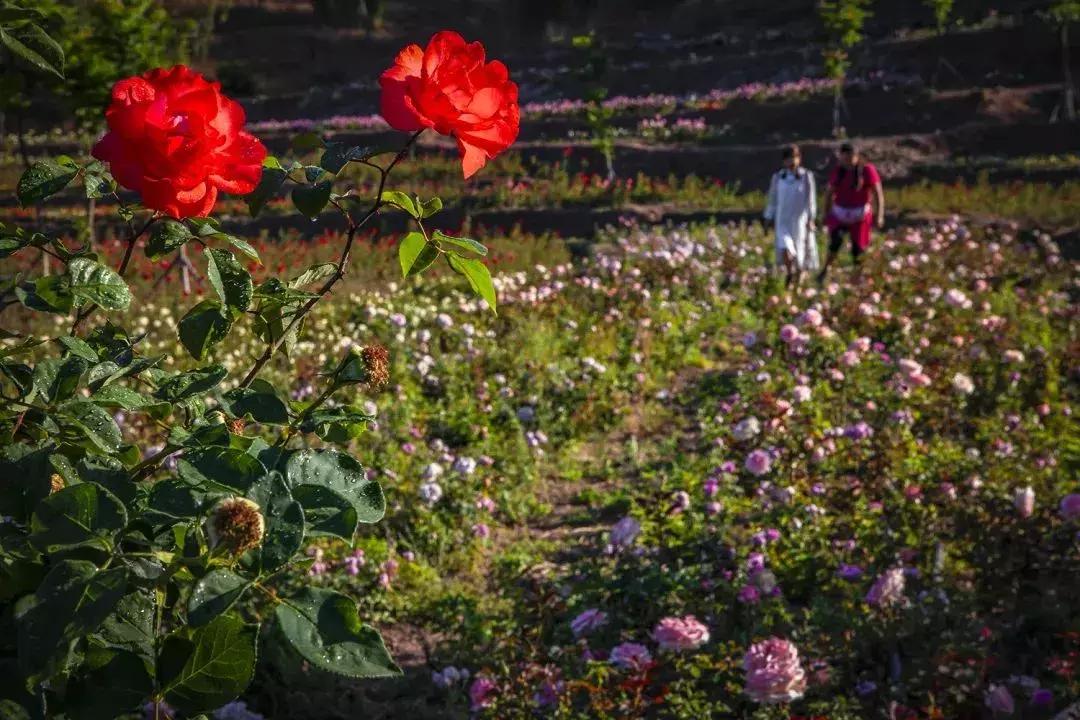 凉山最漂亮的花海,西昌赏花攻略