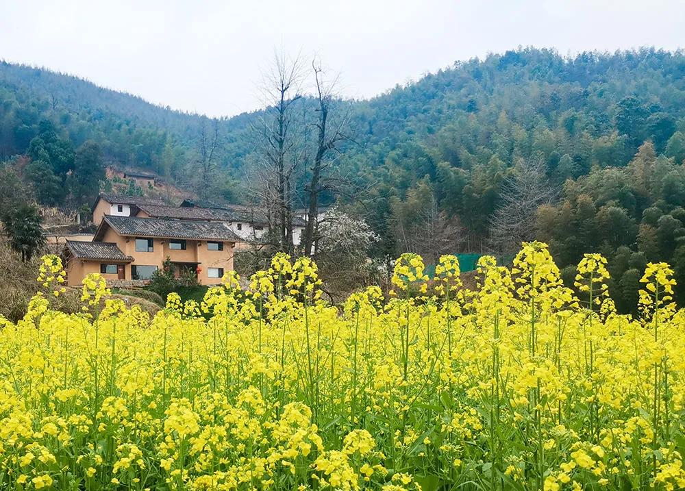 【谁不说咱家乡美】美丽中国，“乡”约万安（河西片）