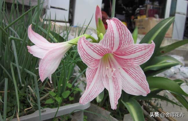 百合怎么养殖爆盆,百合怎样爆花多头
