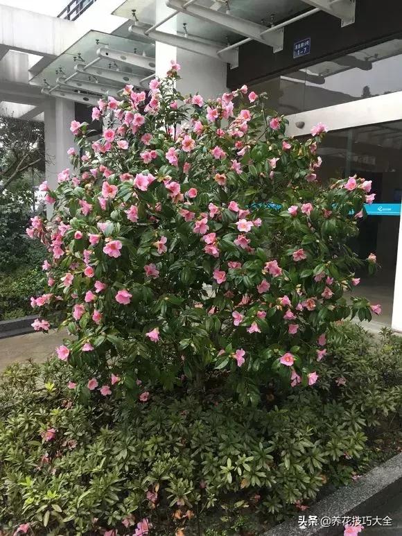 花土是碱性用什么肥,怎么知道花土是酸性还是碱性