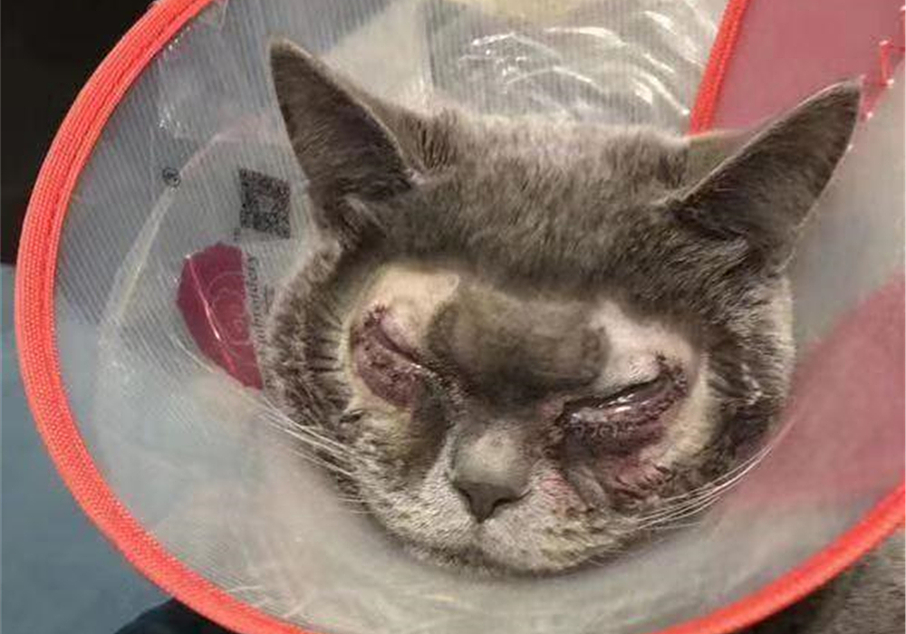 猫咪双眼皮,猫咪眼睑外翻手术有必要吗