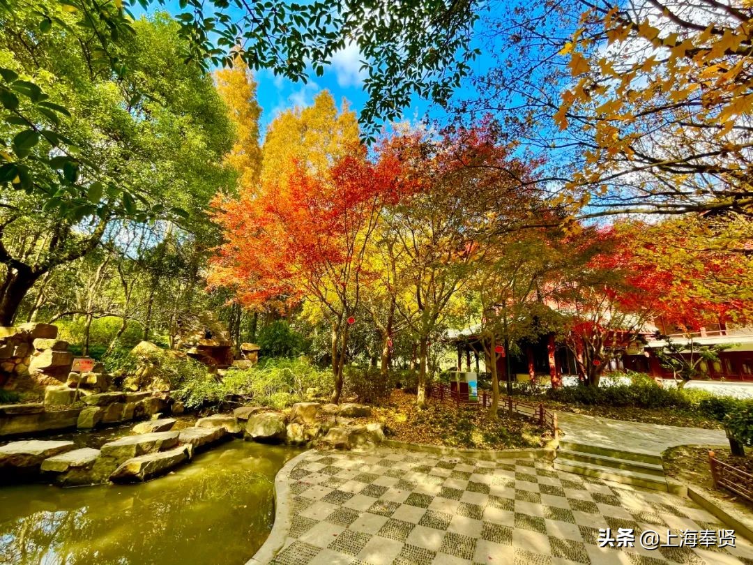 “秀木参天满目娆，落黄漫舞万千娇”二严寺600多年的雌雄古银杏，看了就移不开眼