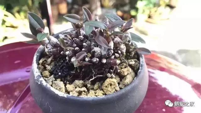 石斛兰用苔藓包着水培不烂根吗,石斛兰花烂根要怎么挽救