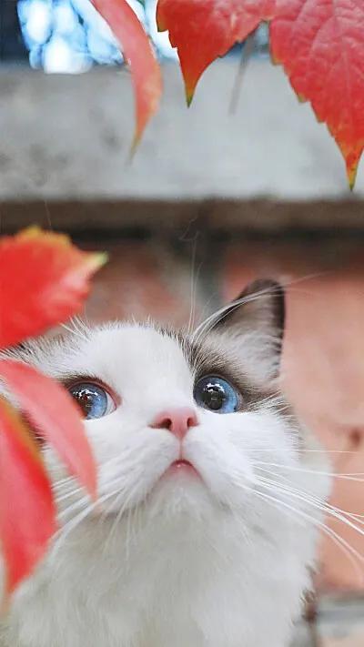 喵星人生病了,喵星人脾气有点大怎么办