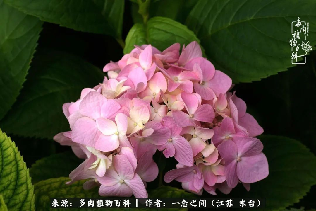 遇见花开蓝莓糖,遇见花开蔬菜沙拉酱