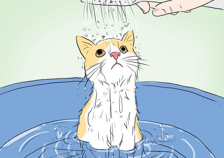 饲养猫咪过程中，主人需要注意5件事，你知道吗？