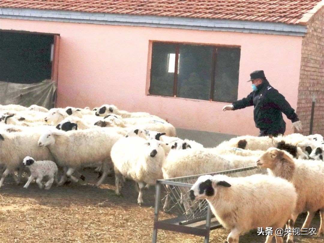 接春的时候应该说什么,接春羔的时候图片