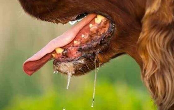 狗狗狂犬病症状是哪些表现,狗狗眼睛发红是不是狂犬病症状