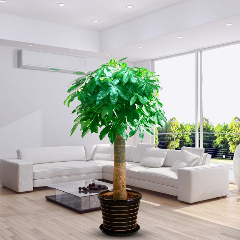 想让发财树长高怎么办,发财树怎么浇水才能活得更长