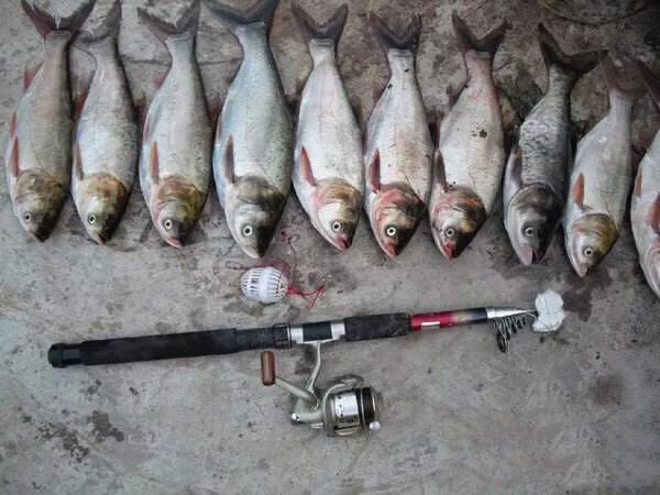 手竿钓白鲢钓鱼方法与技巧,钓鱼技巧大全钓鲢鳙子线要多长