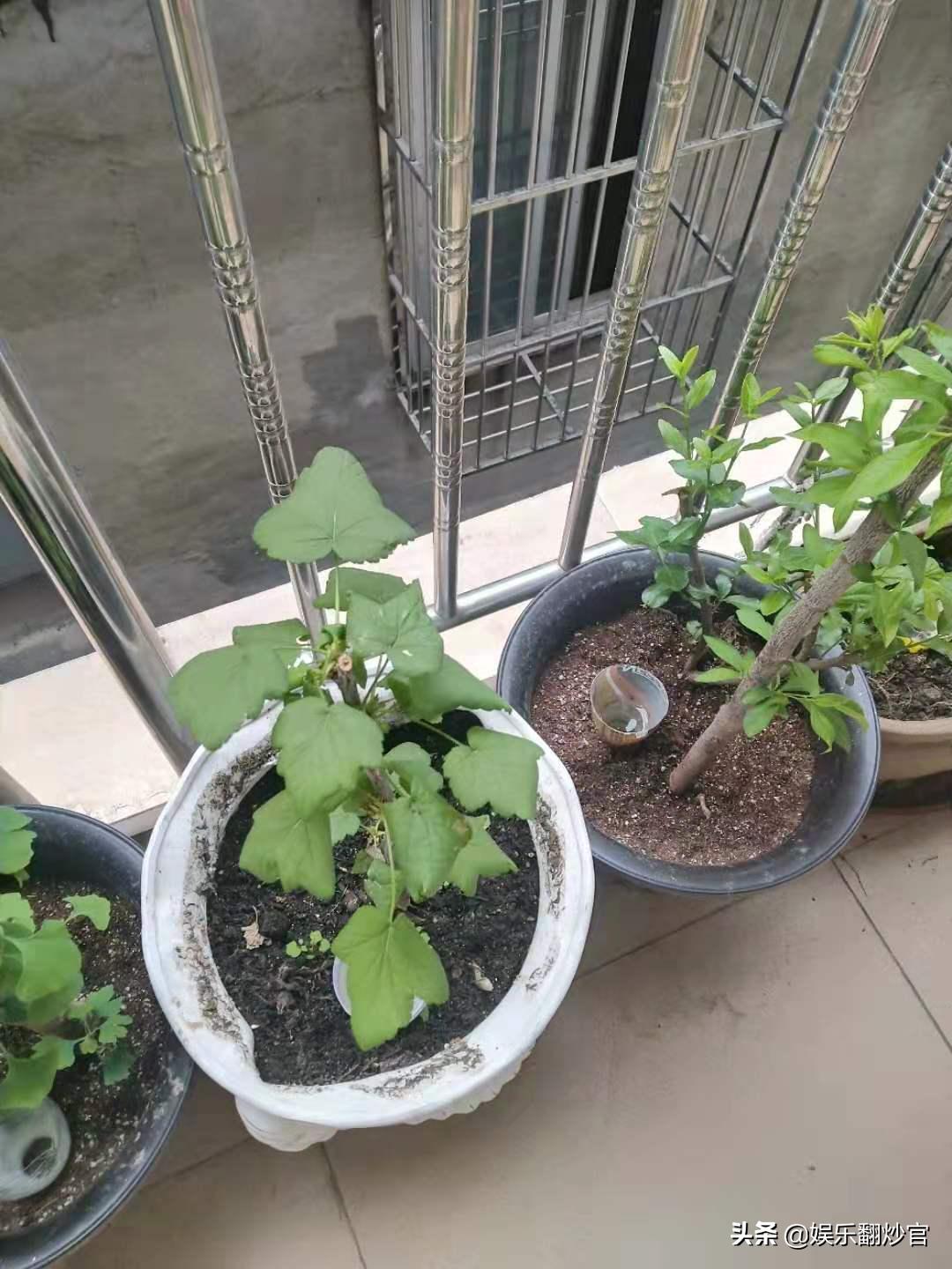 网上买果树苗的骗局,网上买果树苗哪里的假苗最多