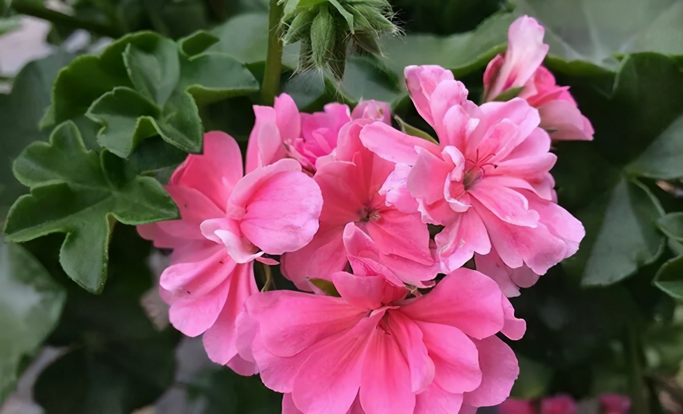 这种花别乱浇水水越多越不开花,这种花不怕冷好养易活