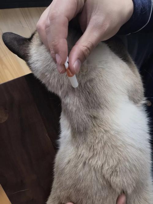 奉劝各位养宠物的人千万不要养猫,别等猫咪有了应激反应才后悔