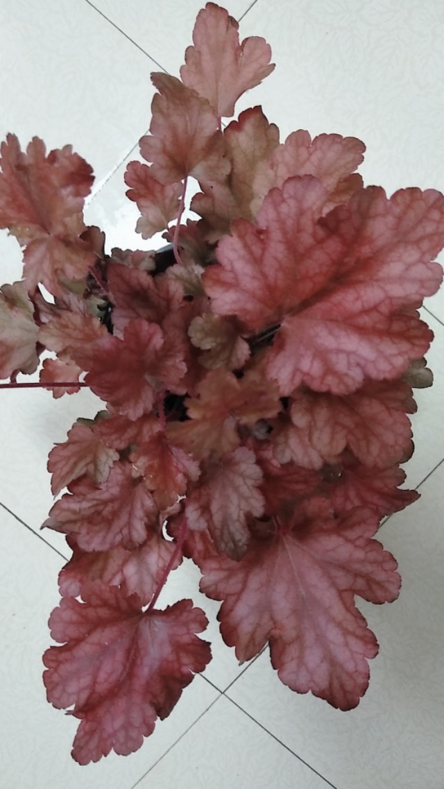 为什么有人喜欢养花,为什么这么多人喜欢养花养鱼