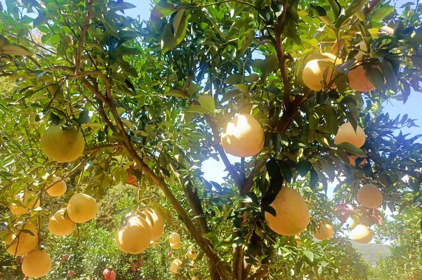 璁插笀寰愬己,寰愬己鏁欐巿婕旇瑙嗛