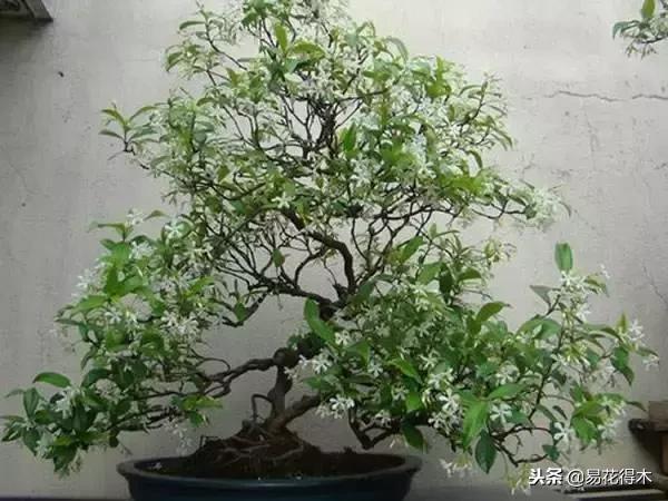 络石盆景的鉴赏与栽培养护