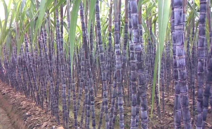 种植甘蔗遇到的问题,掌握种植技术也是一门学问