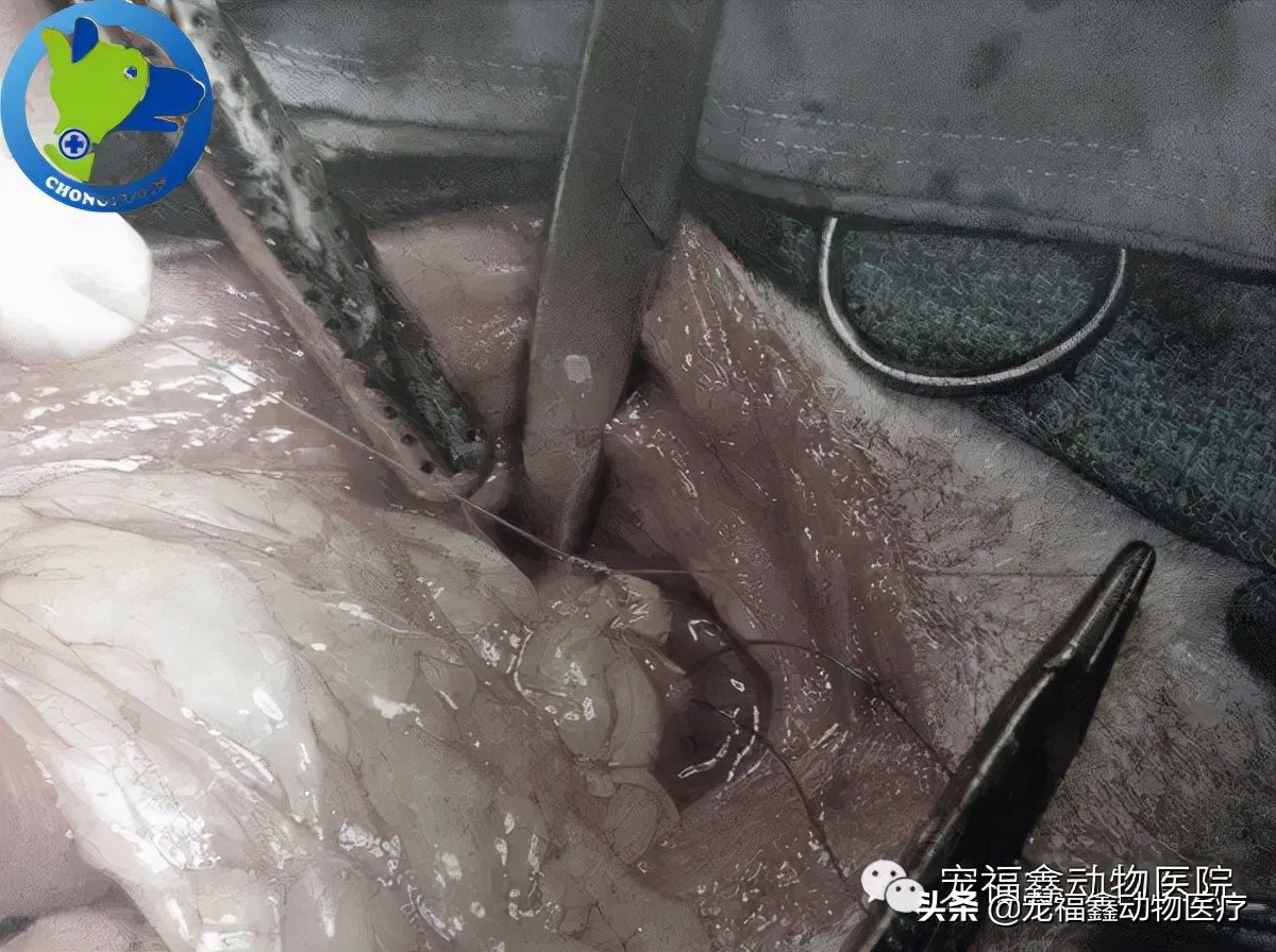 辛巴直播间卖货,辛巴为什么会火