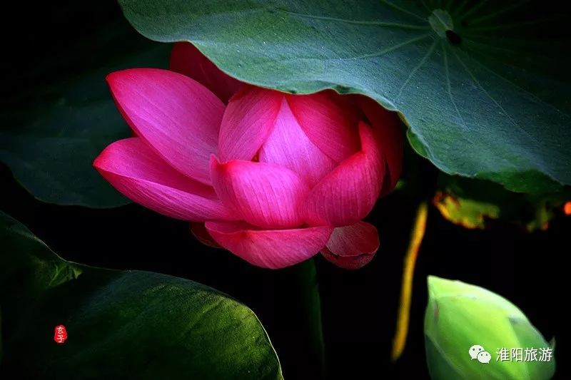 又见淮阳荷花香——唯美文章唯美荷，唯美视频唯美歌