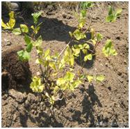 蓝莓枝枯病害图片大全,蓝莓果都有哪些病害