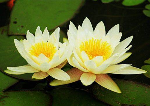 睡莲需要每年换吗,睡莲插花多久换一次水