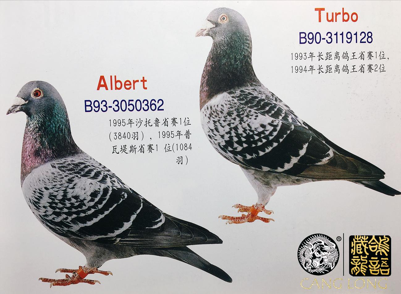 赛鸽名家的养鸽小技巧视频,工薪鸽友养鸽秘籍