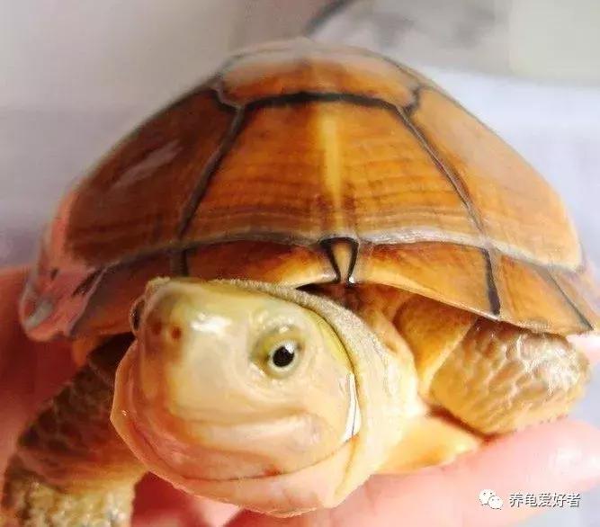 新手养龟常见疾病,各种龟的养殖难与易介绍