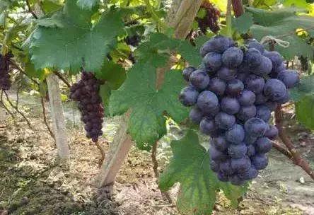 葡萄鸟害药物防治,葡萄萌芽期管理注意问题