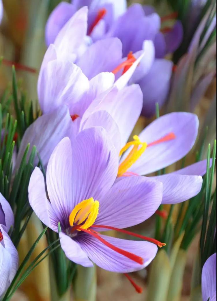 这4种花卉很漂亮花量大观赏度高,20种漂亮花好看不好养